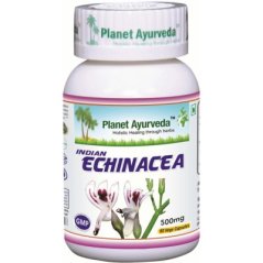 Indická echinacea (Právenka latnatá)