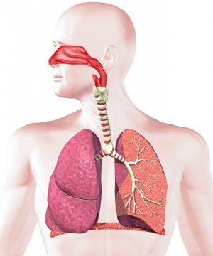 Dýchacie cesty - Agrokarpaty